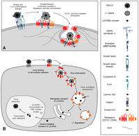 Viruses 06 00893 g002 200