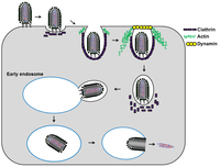 Viruses 06 00909 g002 200