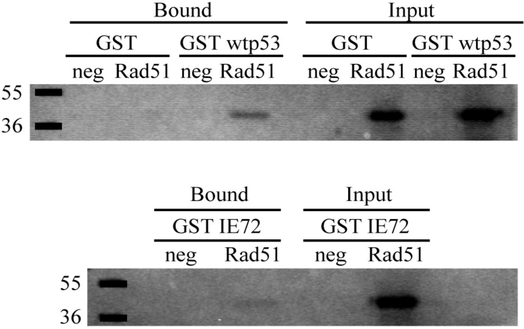 Viruses 06 00968 g004 1024