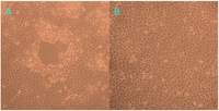 Viruses 06 01004 g003 200