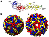 Viruses 06 01015 g001 200
