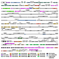 Viruses 06 01049 g002 200