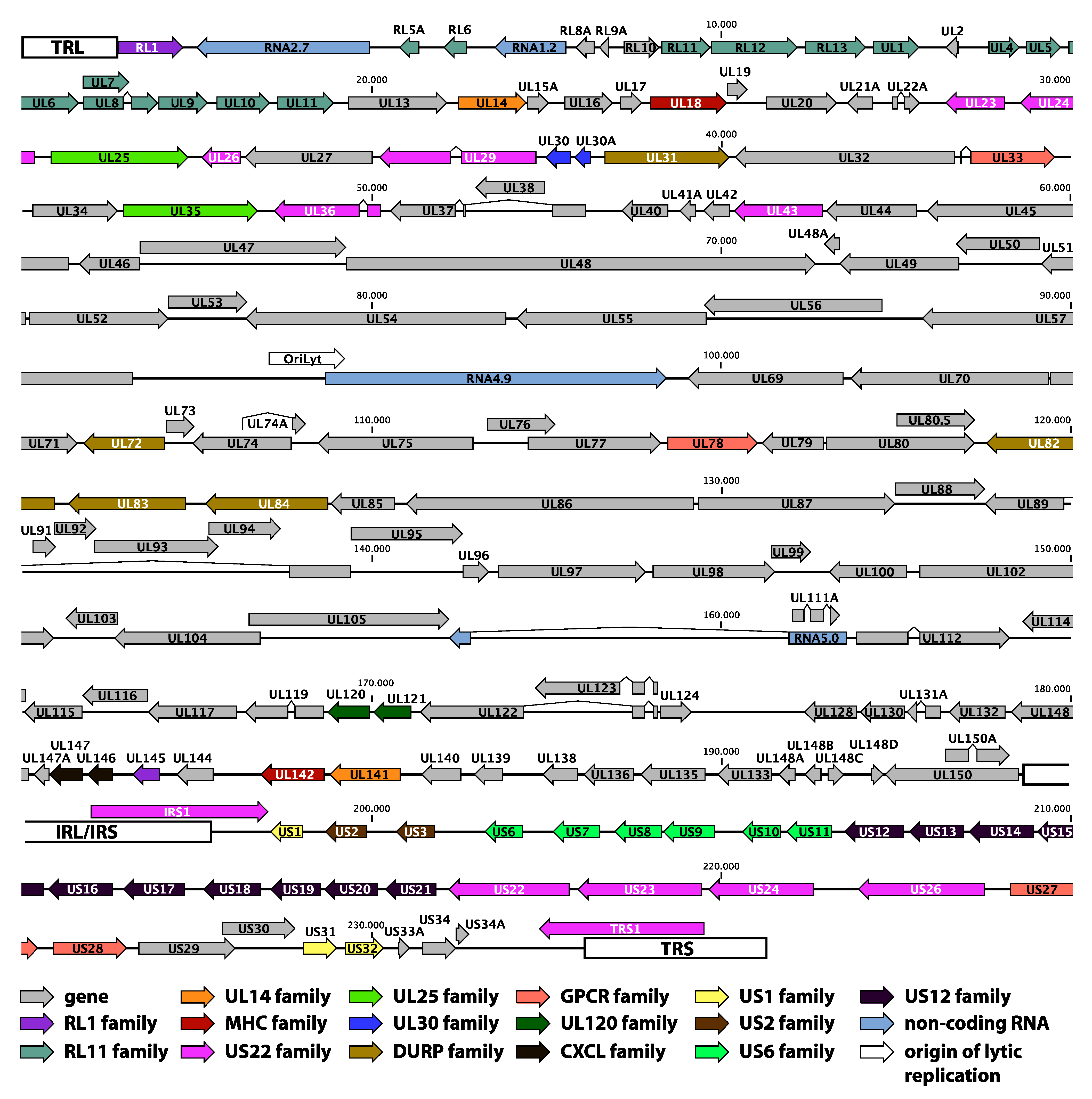 Viruses Free FullText Genomic and Functional Characteristics of