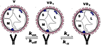 Viruses 06 01091 g007 200