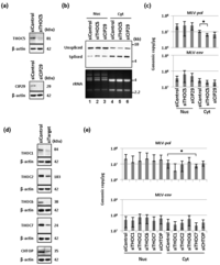 Viruses 06 01135 g002 200
