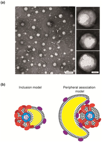 Viruses 06 01149 g005 200