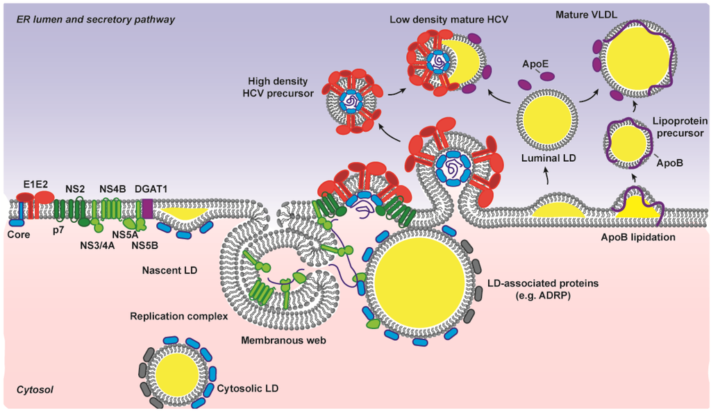 Viruses 06 01149 g006 1024