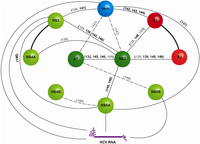 Viruses 06 01149 g007 200