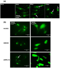 Viruses 06 01202 g002 200