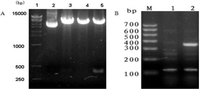 Viruses 06 01237 g001 200