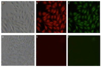Viruses 06 01237 g002 200