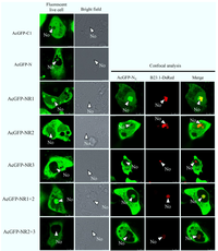 Viruses 06 01253 g003 200