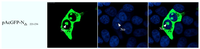 Viruses 06 01253 g009 200