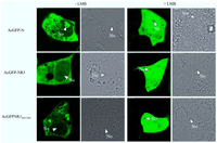 Viruses 06 01253 g011 200