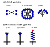 Viruses 06 01294 g002 200