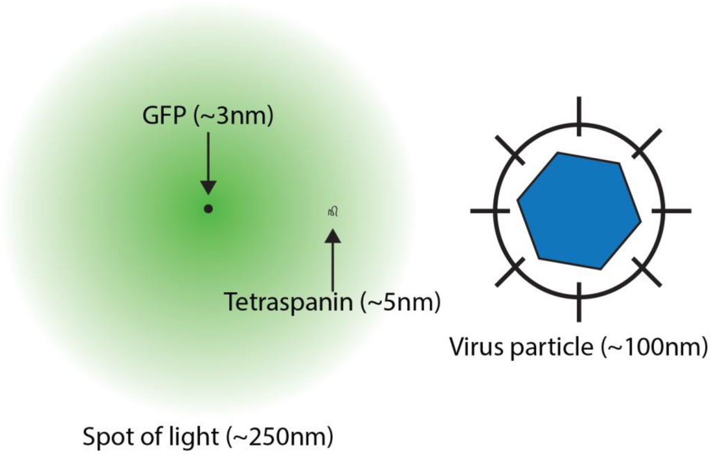 Viruses 06 01365 g001 1024