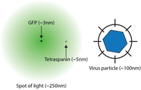 Viruses 06 01365 g001 200