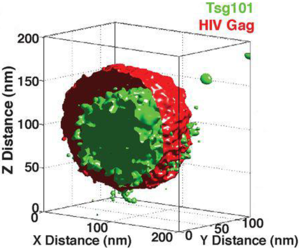 Viruses 06 01365 g003 1024
