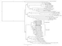 Viruses 06 01473 g002 200
