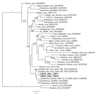 Viruses 06 01473 g003 200