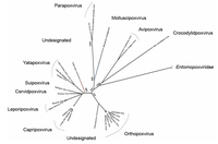 Viruses 06 01564 g002 200