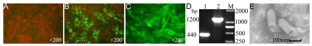 Viruses 06 01578 g002 1024