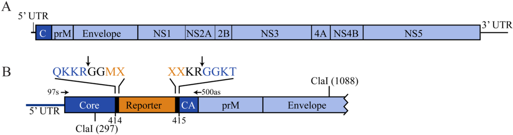 Viruses 06 01637 g001 1024