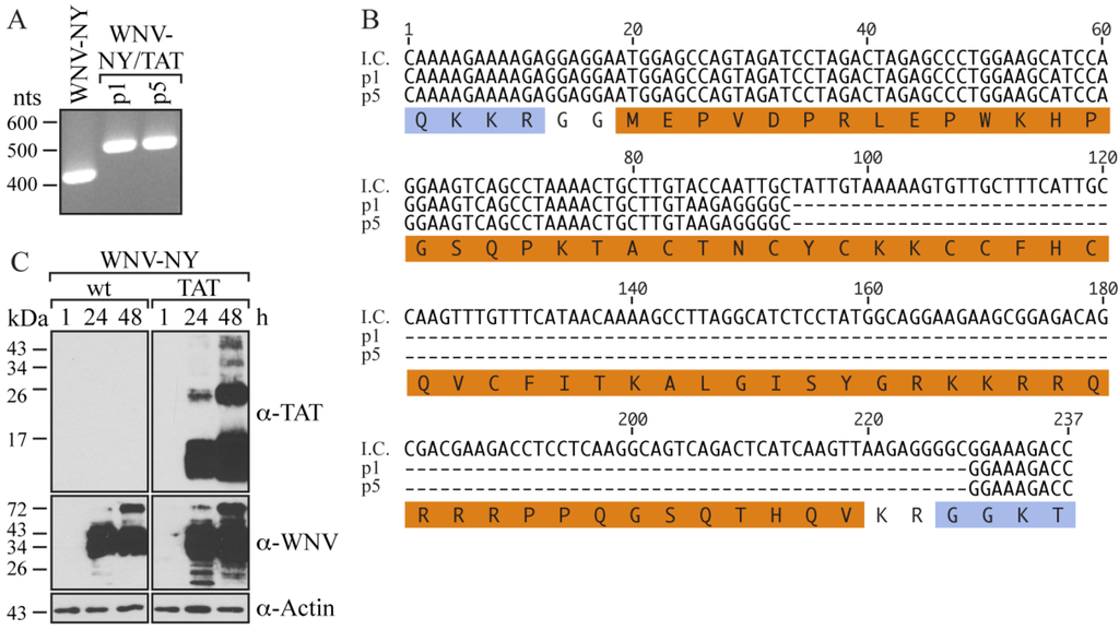Viruses 06 01637 g002 1024