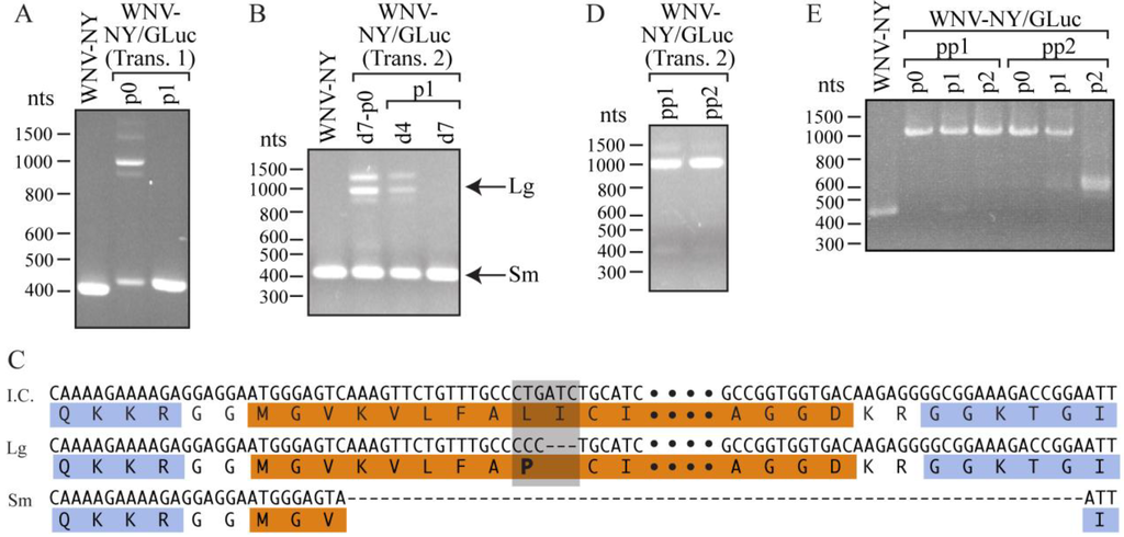 Viruses 06 01637 g004 1024