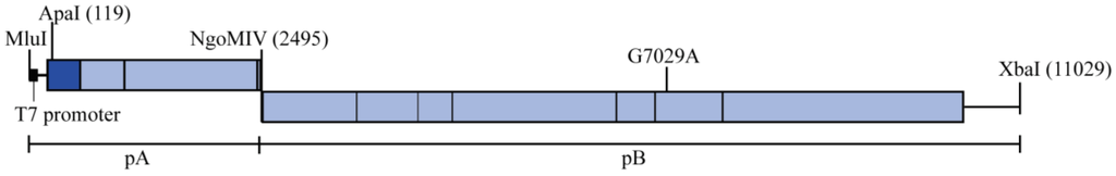 Viruses 06 01637 g006 1024