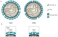 Viruses 06 01801 g001 200