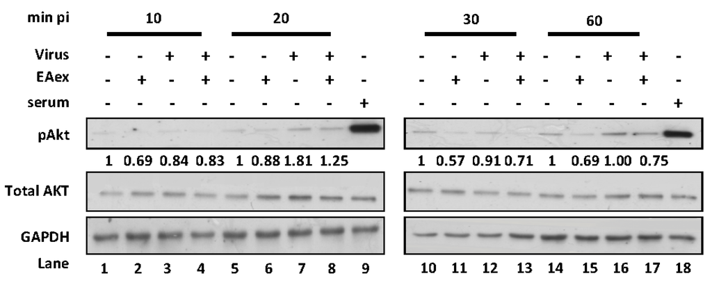 Viruses 06 01861 g002 1024