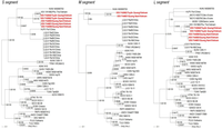 Viruses 06 01897 g003 200