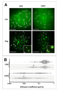 Viruses 06 01992 g002 200