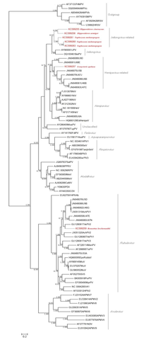 Viruses 06 02138 g001 200