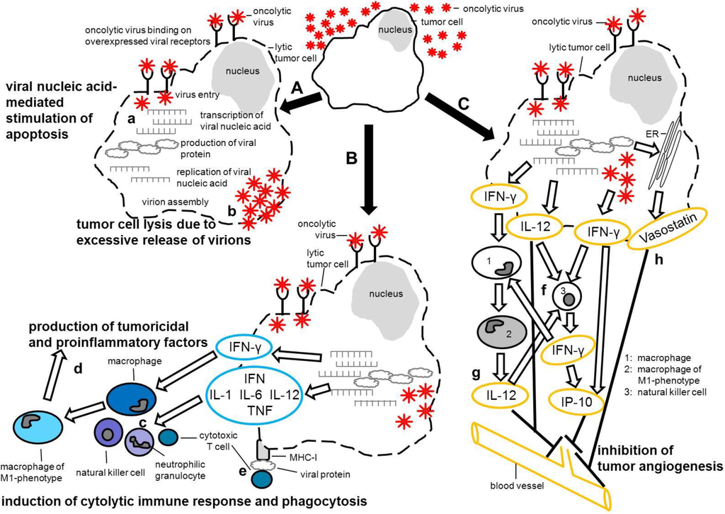 how can a live with distemper viruses free text viral oncolysis can insights from measles be how can a live with distemper viruses free text viral oncolysis can insights from measles be