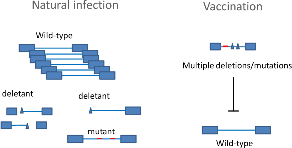 bovine leukemia virus