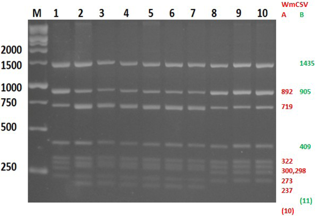Viruses 06 02444 g002 1024