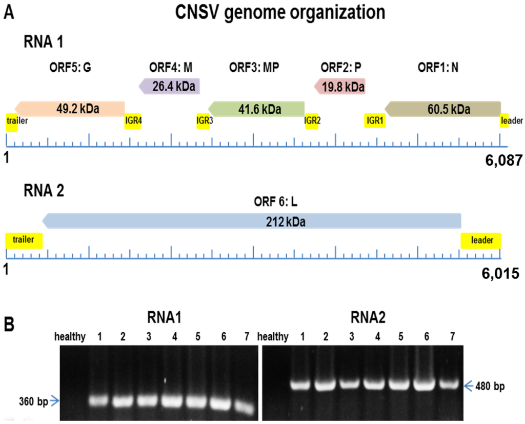 viruses-06-02602-g002-1024.png