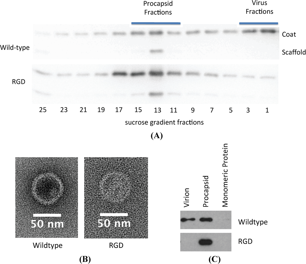 Viruses 06 02708 g004 1024
