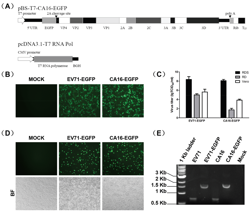 Viruses | Free Full-Text | Identification of Luteolin as Enterovirus 71 and ...1024 x 870