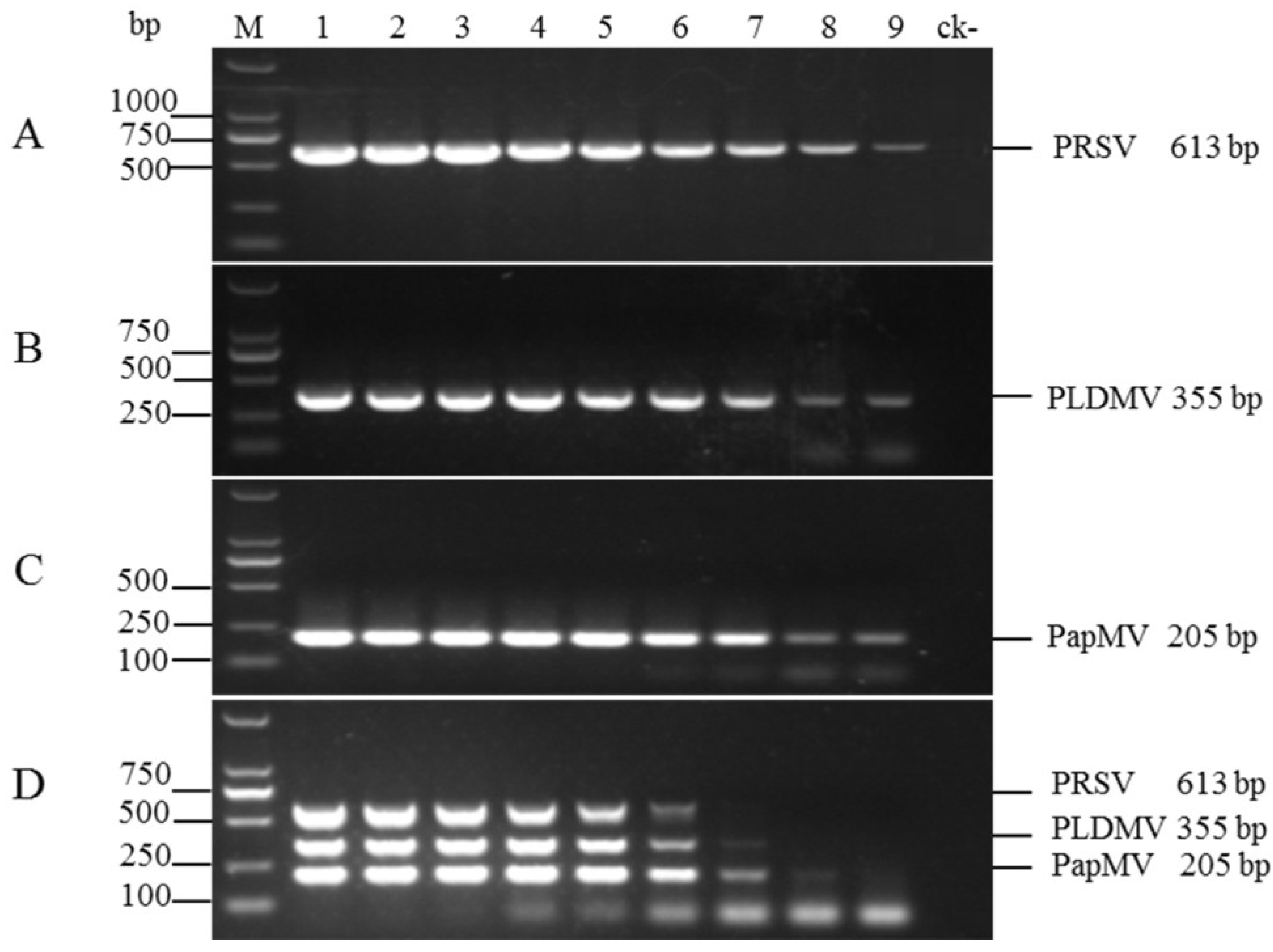 reverse transcriptase pcr protocol pdf