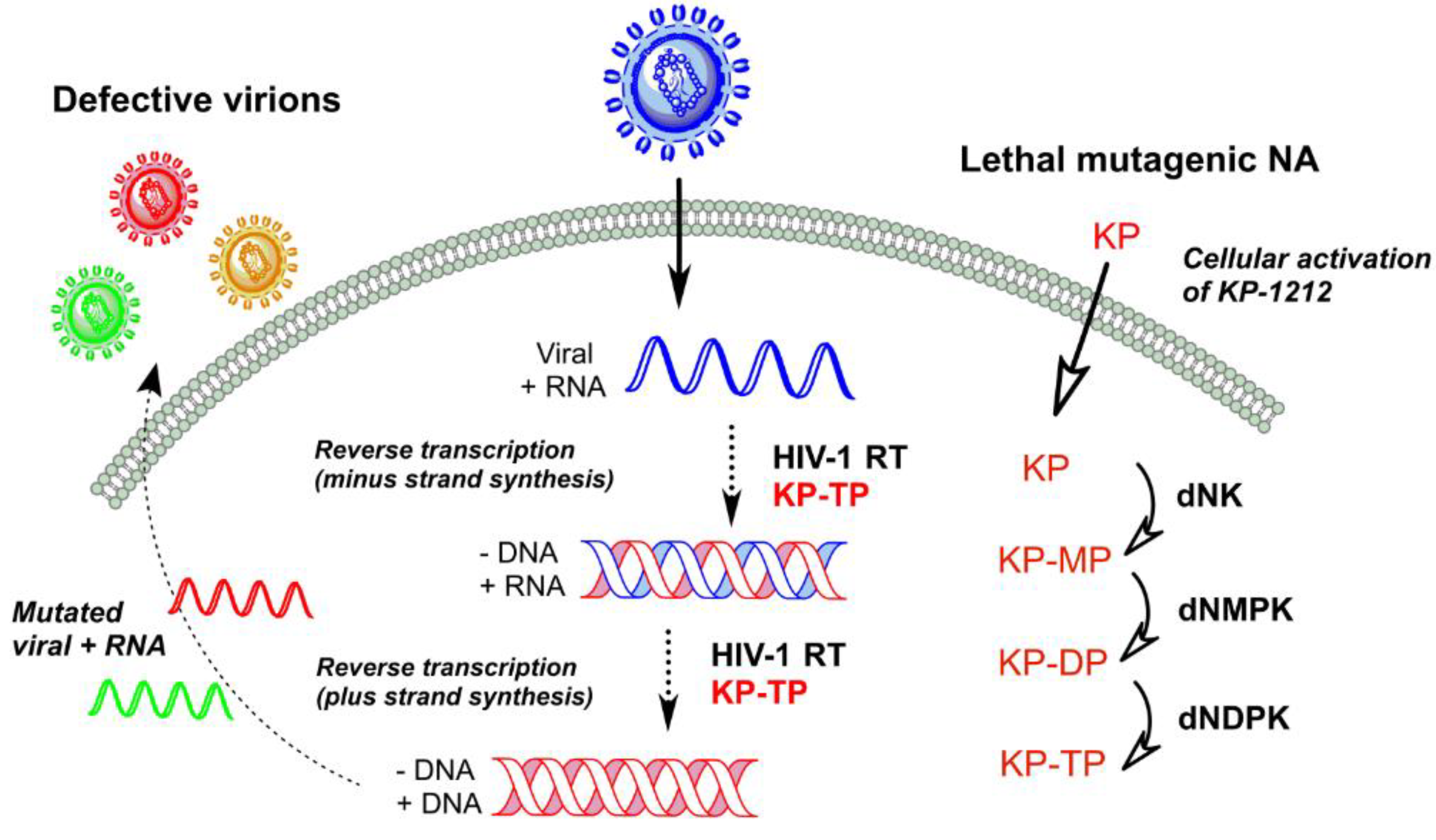 antiretroviral drugs