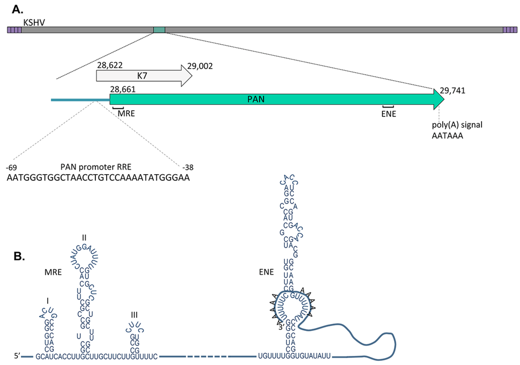 Viruses 06 04212 g001 1024