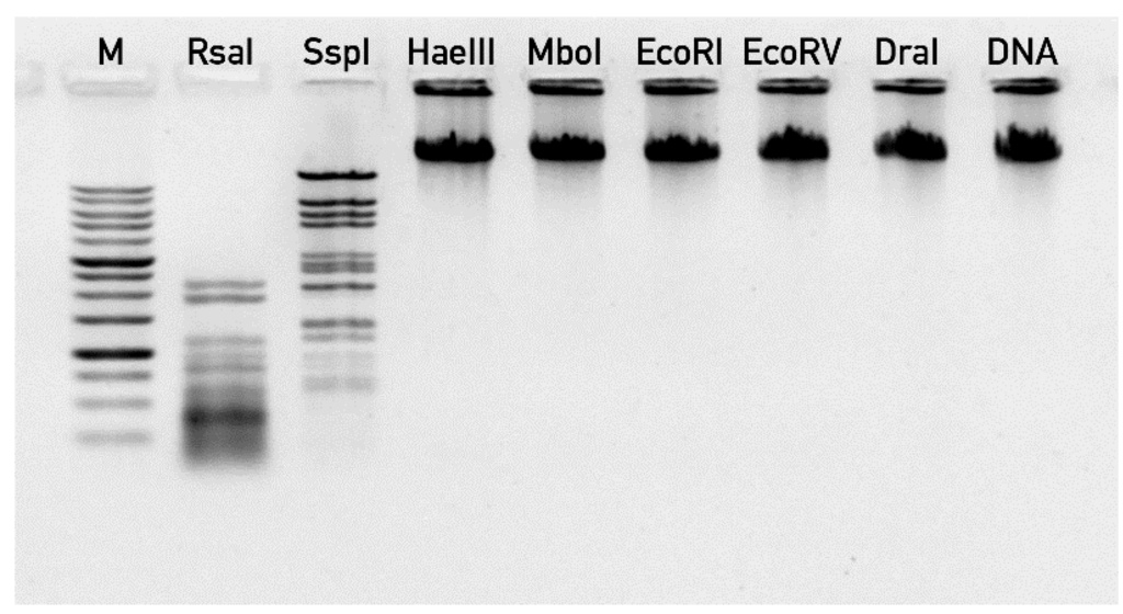 Viruses 06 05077 g006 1024