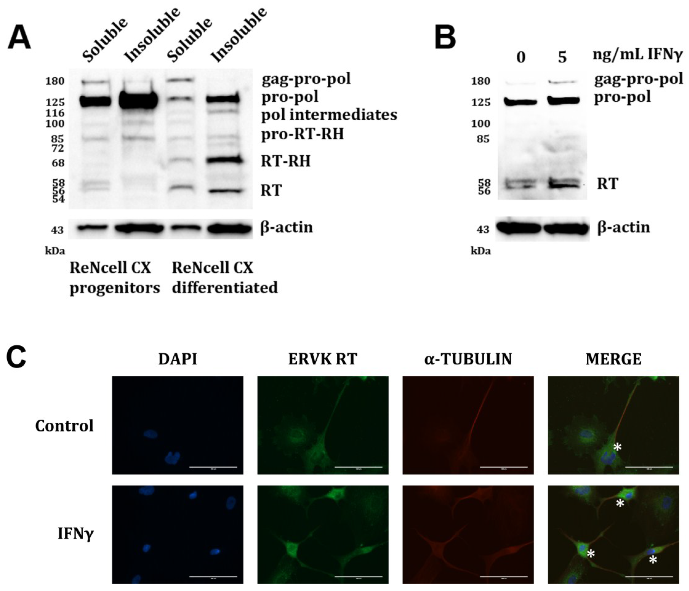 Viruses 07 00320 g003