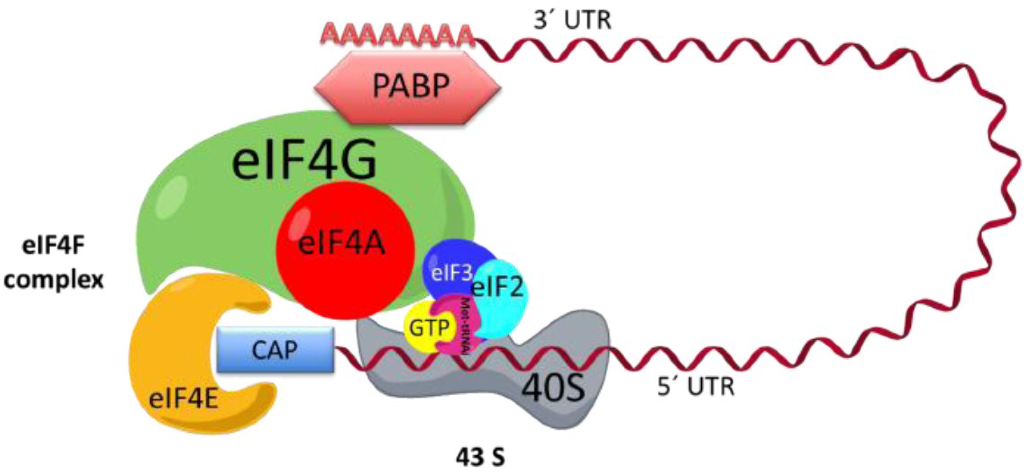 Viruses Free FullText eIF4E as a Control Target for Viruses HTML