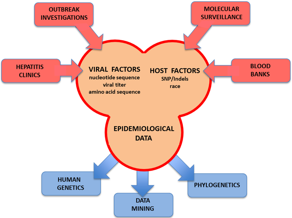 Dissertation on hcv