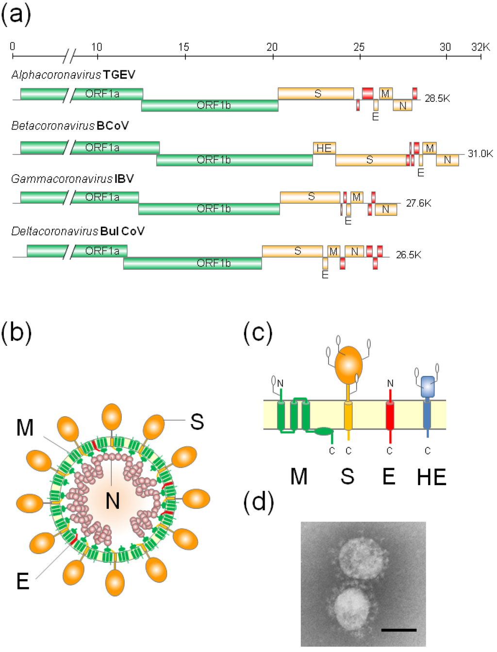 Spike Glycoprotein, Coronavirus; Spike Glycoproteins, Coronavirus