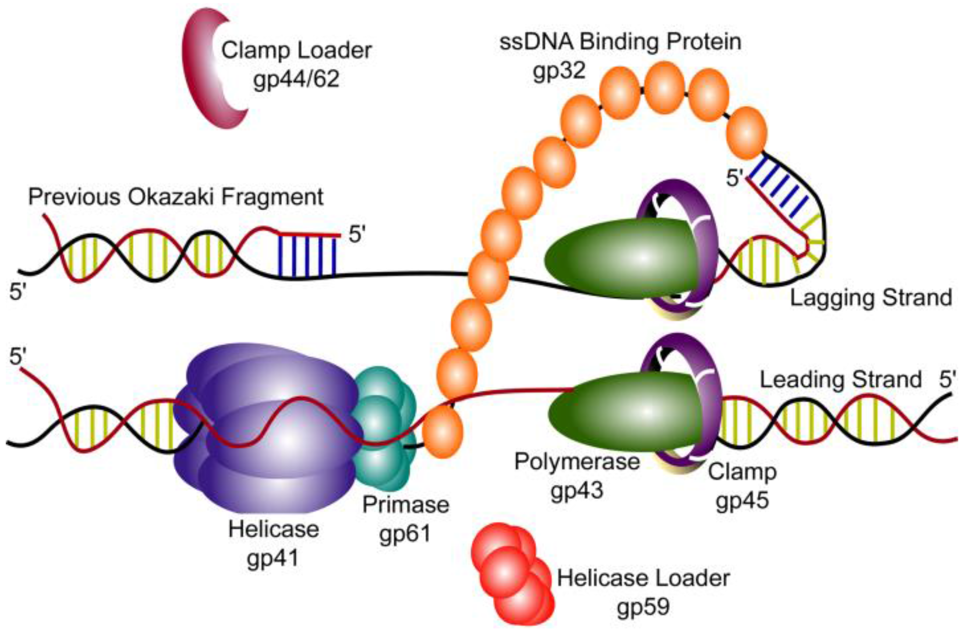 Viruses Free Full Text Coordinated Dna Replication By The Bacteriophage T4 Replisome Html